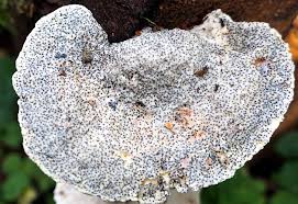 Attēlu rezultāti vaicājumam “Octospora splachnophila”