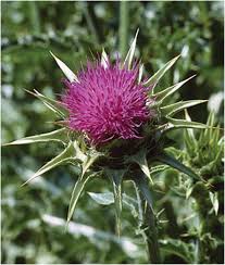 Image result for Silybum marianum