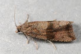 Attēlu rezultāti vaicājumam “Celypha striana”