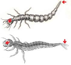 Attēlu rezultāti vaicājumam “Dytiscus sp. larva”