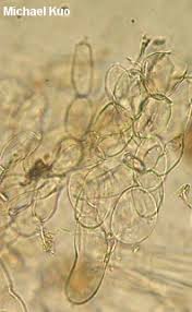 Attēlu rezultāti vaicājumam “Lepiota aspera”