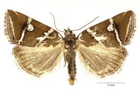 Attēlu rezultāti vaicājumam “Deltote bankiana”