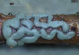 Attēlu rezultāti vaicājumam “Didymium difforme”