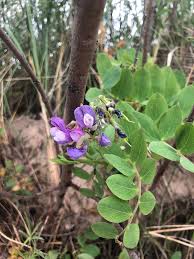 Attēlu rezultāti vaicājumam “Lathyrus japonicus subsp. maritimus flower”