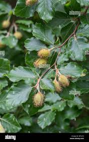 Attēlu rezultāti vaicājumam “Fagus sylvatica fruit”