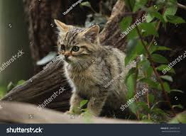 Attēlu rezultāti vaicājumam “Felis silvestris catus juvenile”