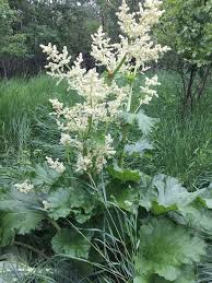 Attēlu rezultāti vaicājumam “Rheum rhabarbarum flower”