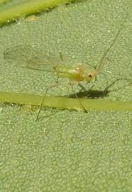 Attēlu rezultāti vaicājumam “Drepanosiphum platanoidis”