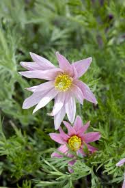 Attēlu rezultāti vaicājumam “Pulsatilla vulgaris flower”