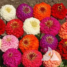 Image result for Zinnia elegans