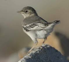 Attēlu rezultāti vaicājumam “Motacilla alba adult”