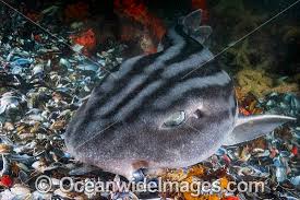 Image result for Poroderma africanum