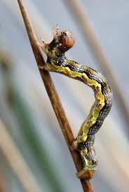 Attēlu rezultāti vaicājumam “Erannis defoliaria larva”