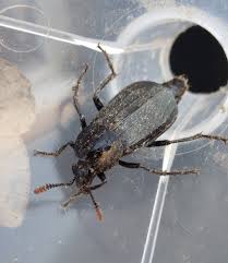 Attēlu rezultāti vaicājumam “Necrodes littoralis”