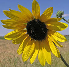 Image result for Helianthus annuus