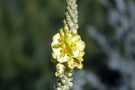 Attēlu rezultāti vaicājumam “Verbascum densiflorum leaf”