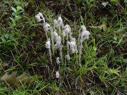 Attēlu rezultāti vaicājumam “Plantago uniflora flower”