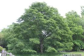 Attēlu rezultāti vaicājumam “Tilia”