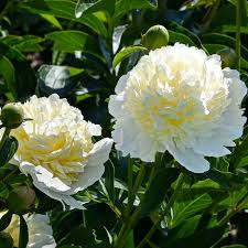 Attēlu rezultāti vaicājumam “Paeonia lactiflora”