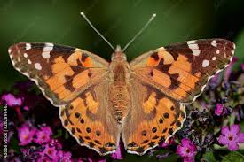 Attēlu rezultāti vaicājumam “Vanessa cardui”