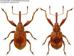 Attēlu rezultāti vaicājumam “Anthonomus phyllocola”