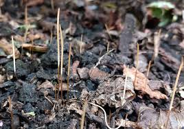 Attēlu rezultāti vaicājumam “Typhula erythropus”