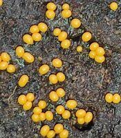 Attēlu rezultāti vaicājumam “Trichia crateriformis”