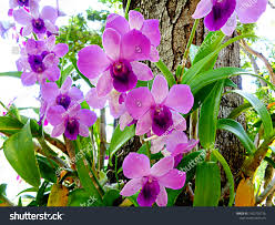 Attēlu rezultāti vaicājumam “Orchidaceae”