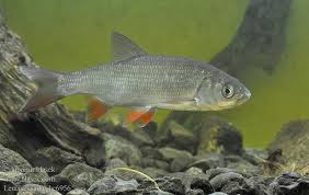 Attēlu rezultāti vaicājumam “Leuciscus idus”