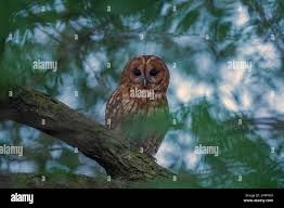 Attēlu rezultāti vaicājumam “Strix aluco female”