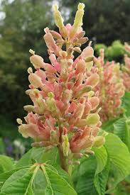 Attēlu rezultāti vaicājumam “Aesculus x hybrida flower”