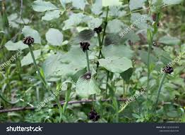 Attēlu rezultāti vaicājumam “Microbotryum tragopogonis - pratensis”