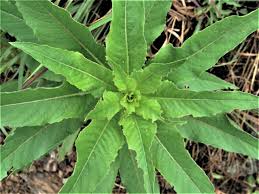 Attēlu rezultāti vaicājumam “Oenothera biennis leaf”
