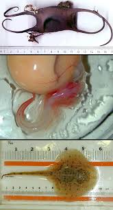 Image result for Leucoraja ocellata