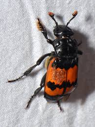 Attēlu rezultāti vaicājumam “Nicrophorus investigator imago”