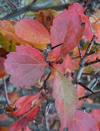 Attēlu rezultāti vaicājumam “Crataegus douglasii”