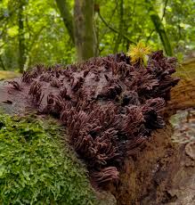 Attēlu rezultāti vaicājumam “Stemonitis marjana stalked”