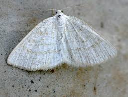 Attēlu rezultāti vaicājumam “Cabera pusaria male”