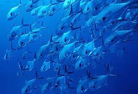 Image result for Trachinotus falcatus