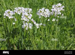 Attēlu rezultāti vaicājumam “Cardamine impatiens flower”