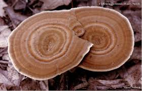 Attēlu rezultāti vaicājumam “Coltricia perennis”