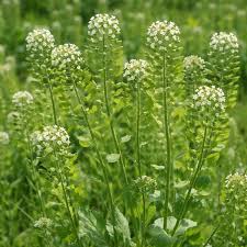 Attēlu rezultāti vaicājumam “Thlaspi arvense”