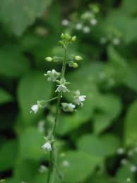 Attēlu rezultāti vaicājumam “Circaea lutetiana bud”