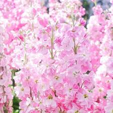 Image result for Heuchera Metallica