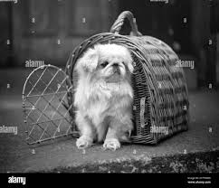 Image result for Appledore Badminton Club