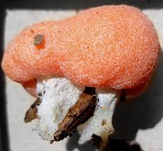 Attēlu rezultāti vaicājumam “Tubifera magna spores”