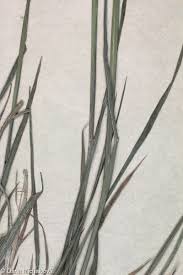 Attēlu rezultāti vaicājumam “Phleum phleoides fruit”