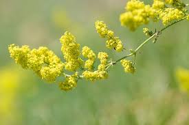 Attēlu rezultāti vaicājumam “Galium verum bud”