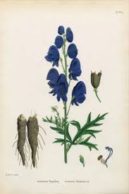 Attēlu rezultāti vaicājumam “Aconitum napellus”