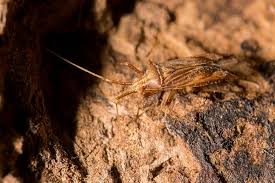 Attēlu rezultāti vaicājumam “Phytocoris varipes”